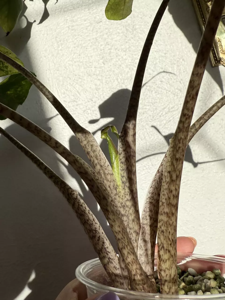 plant/Rare Alocasia Stingray Aurea – Mature Mother Plant | Intense Yellow Variegation-2