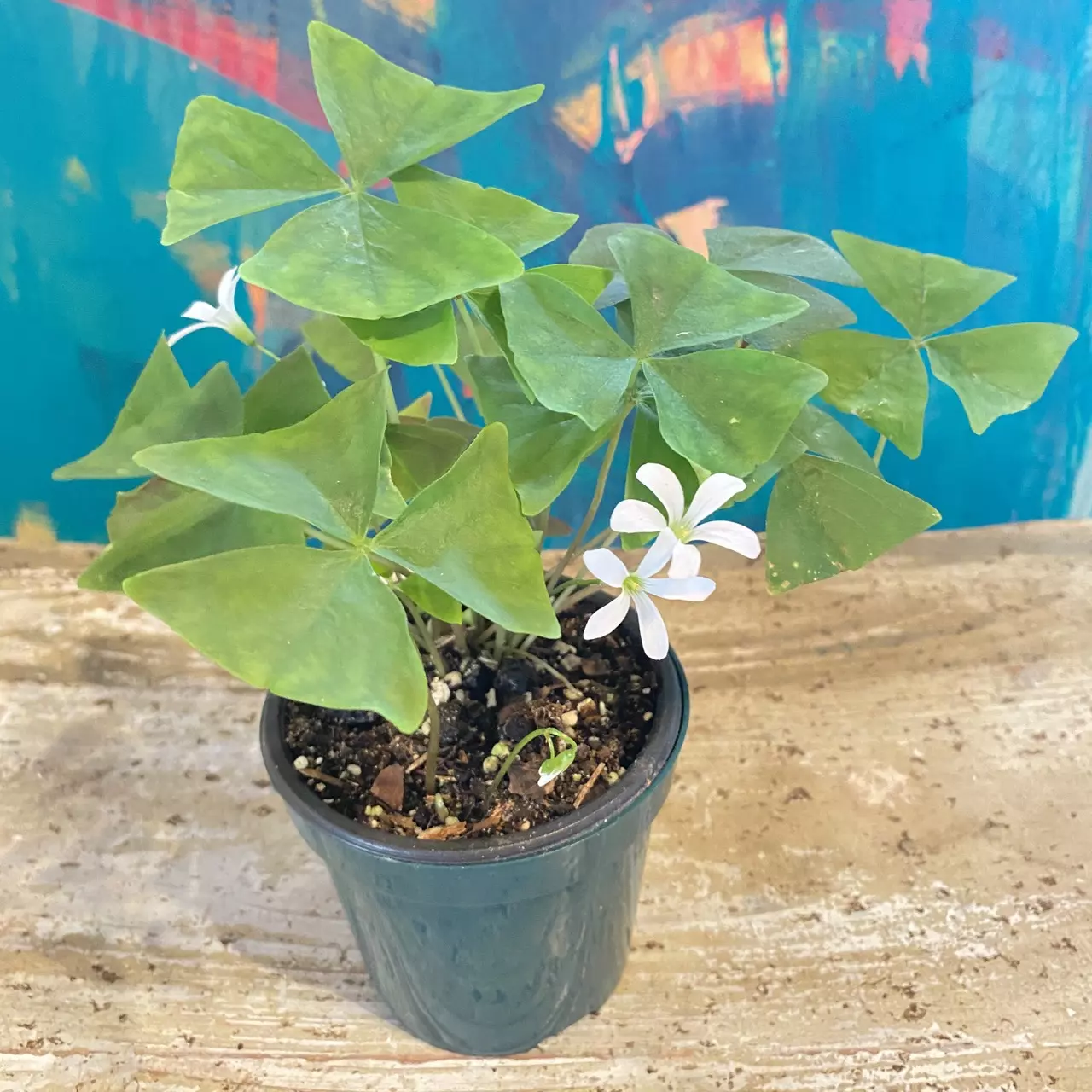 plant/Shamrock (Oxalis triangularis)-0