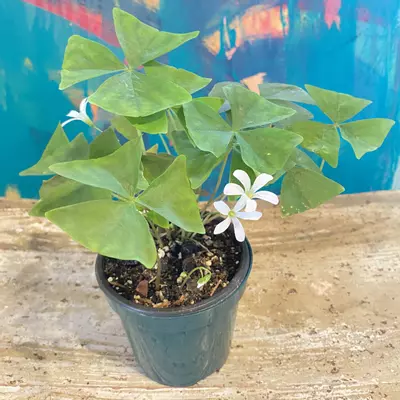 plant/Shamrock (Oxalis triangularis)-0-thumbnail