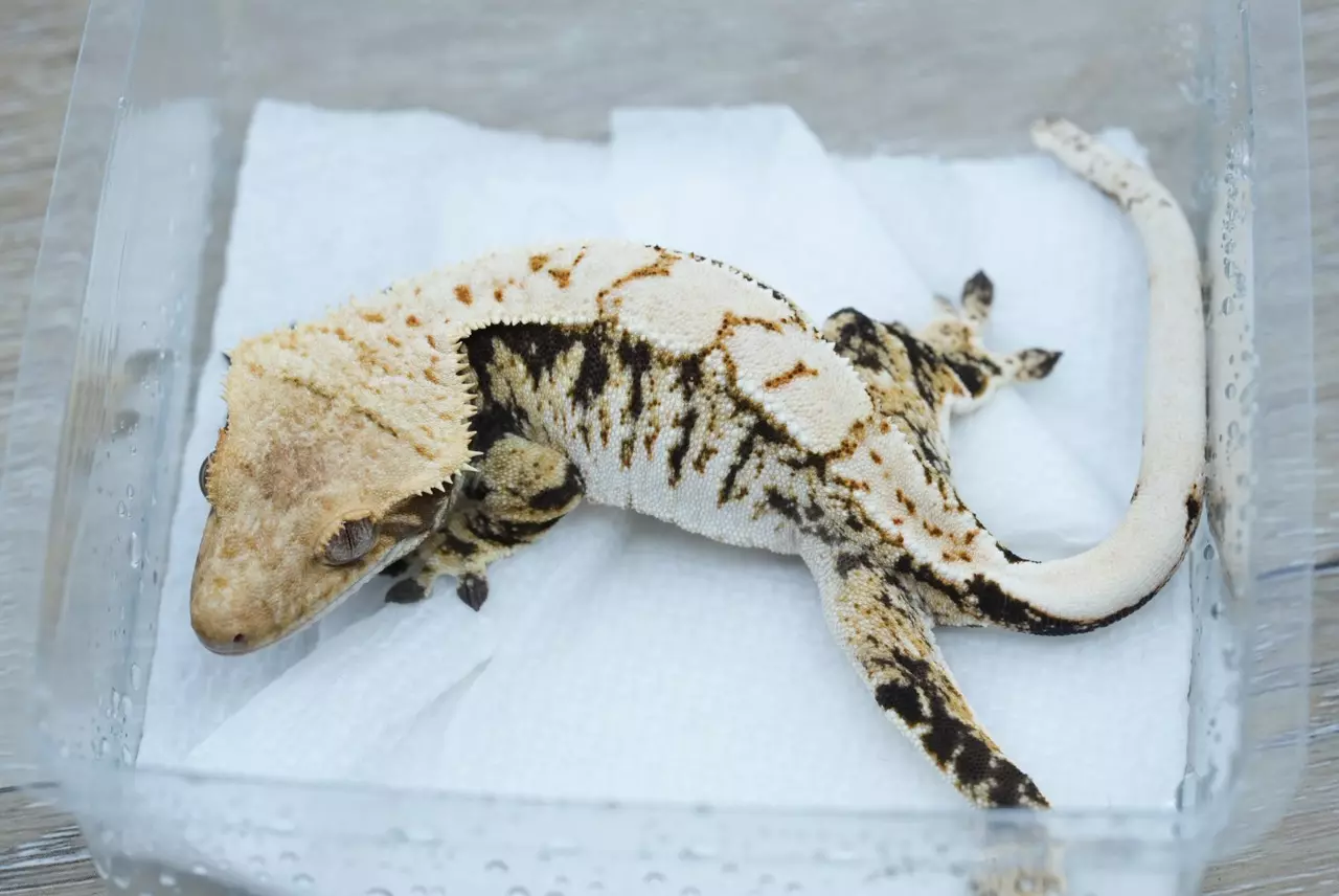 plant/T54 Felix x Prestige male frost line-0