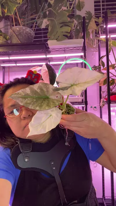 plant/For Curllybug-0-thumbnail