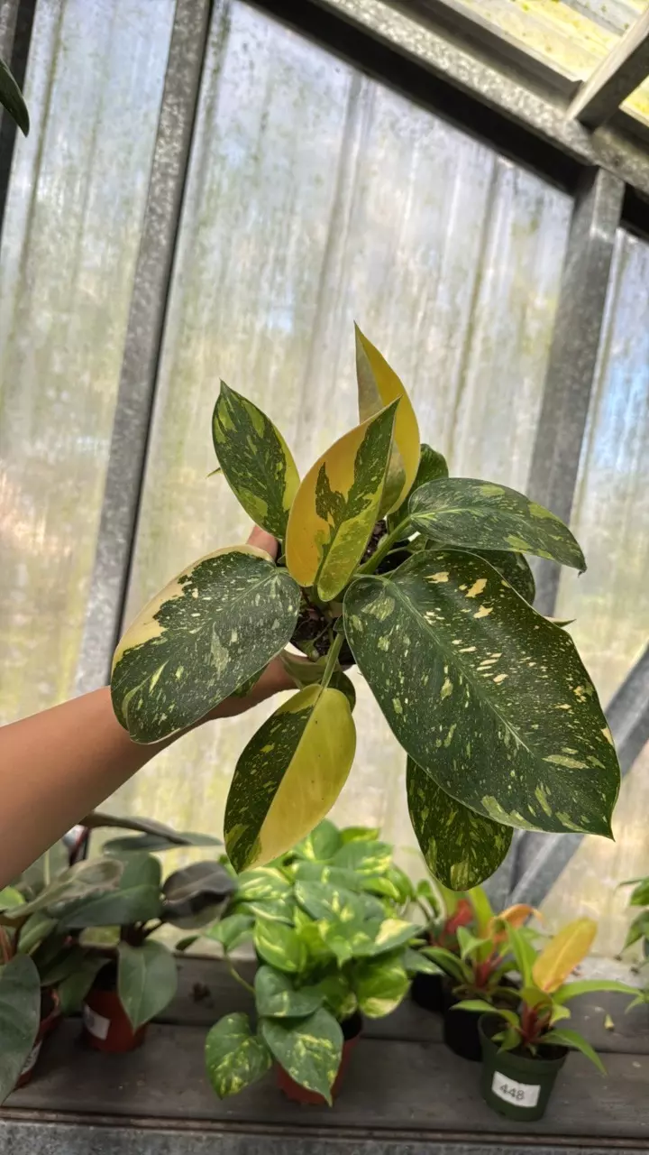 plant/139 Variegated Philodendron Congo Nuclear-0