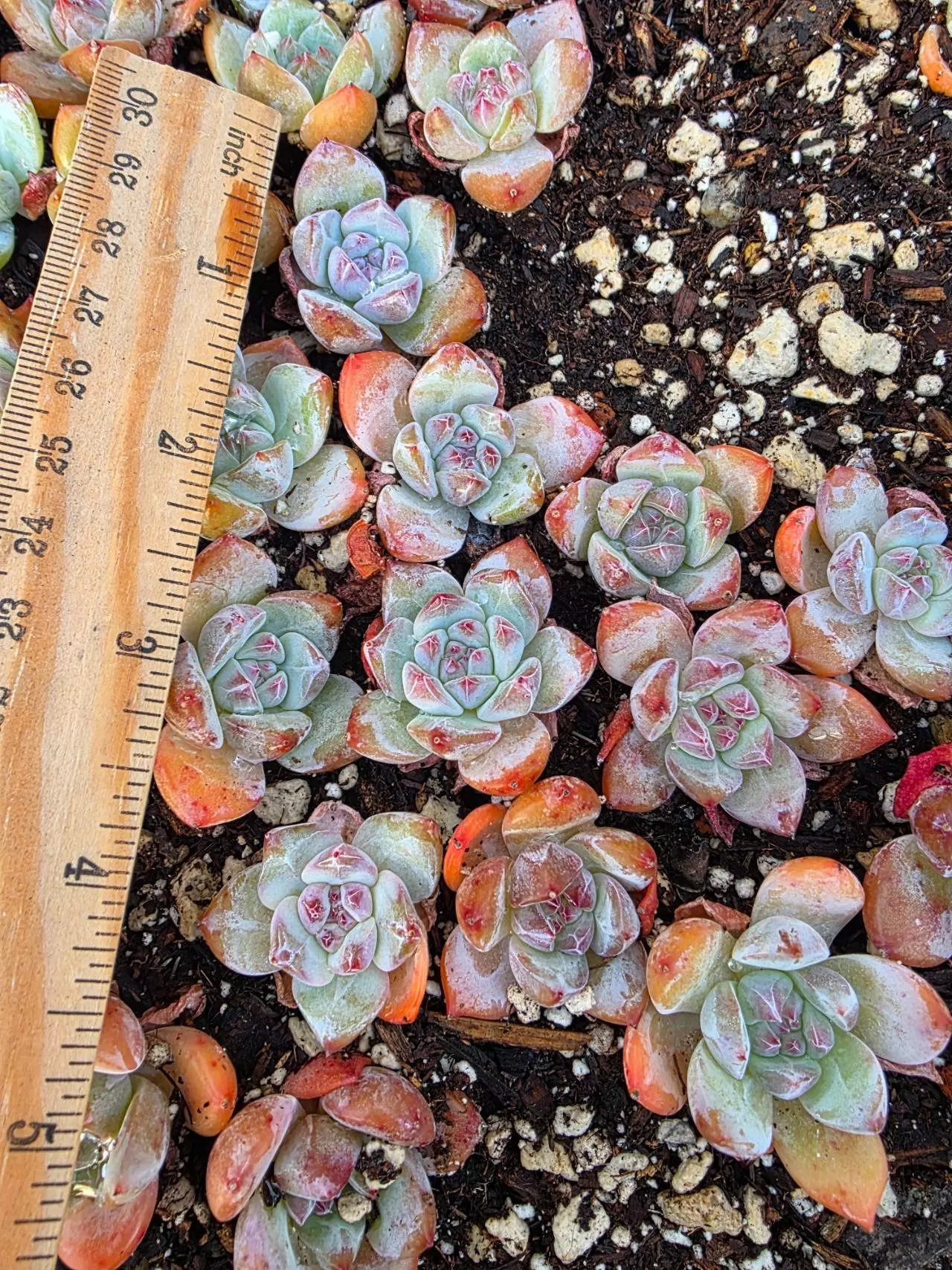 plant/Snow angel baby 5 pcs-0