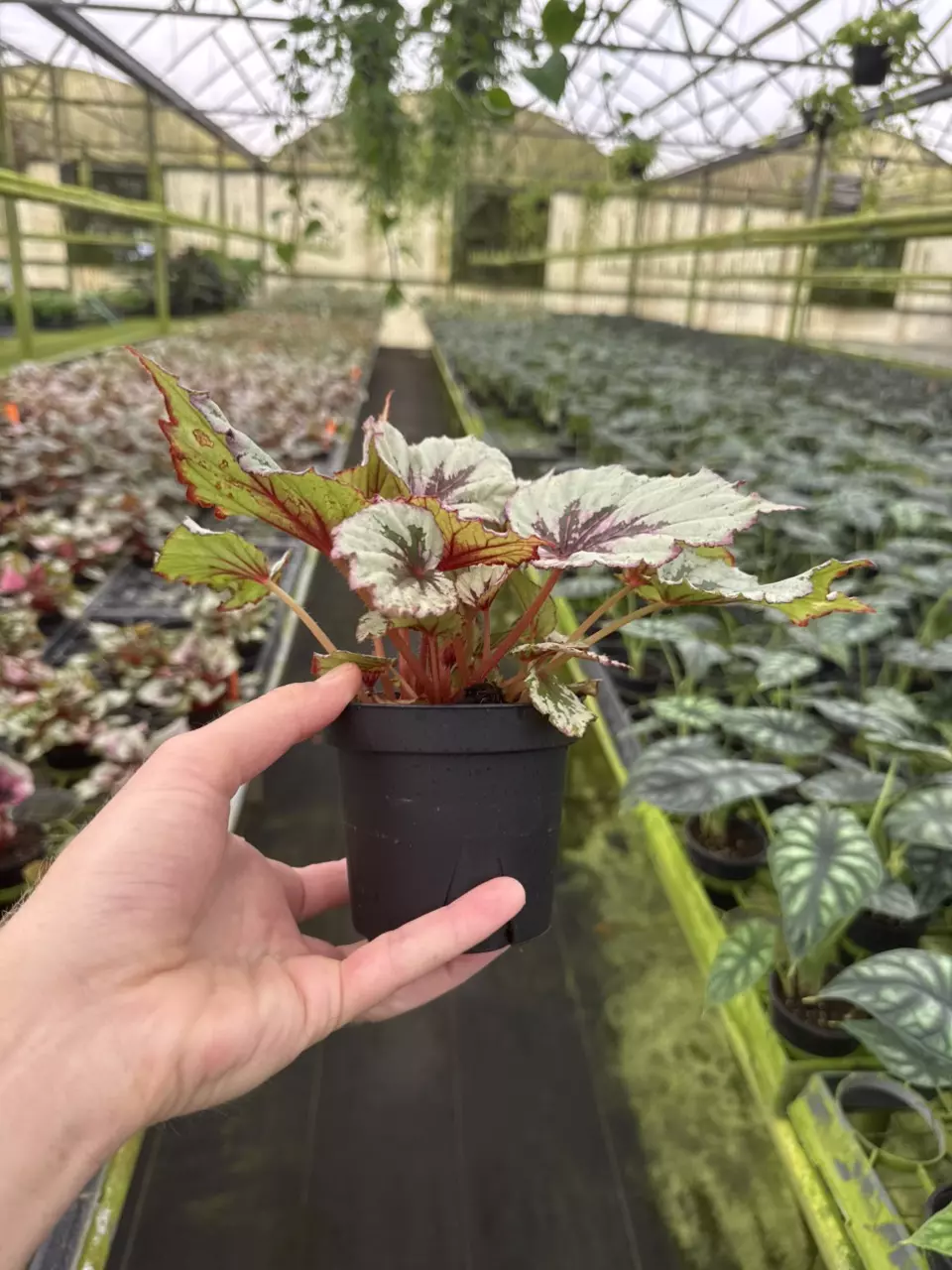 plant/Begonia firecracker 4” pot growers choice-6
