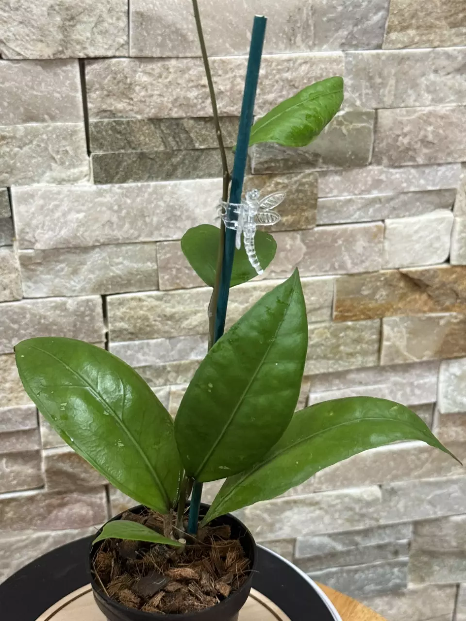 plant/Hoya Aceh Gomas-2