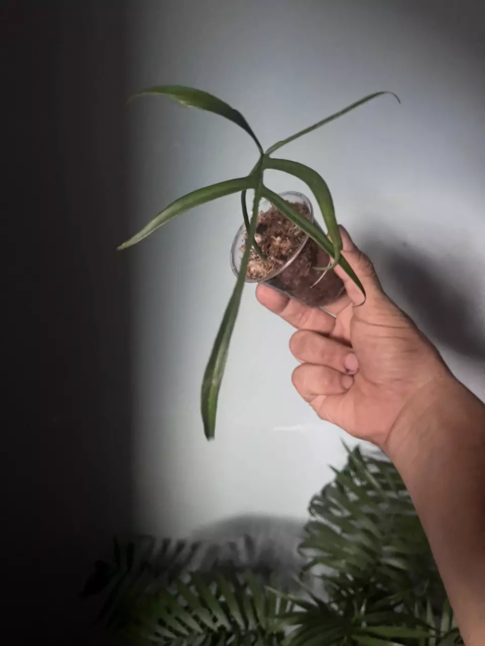 plant/Philodendron polypodioides-0