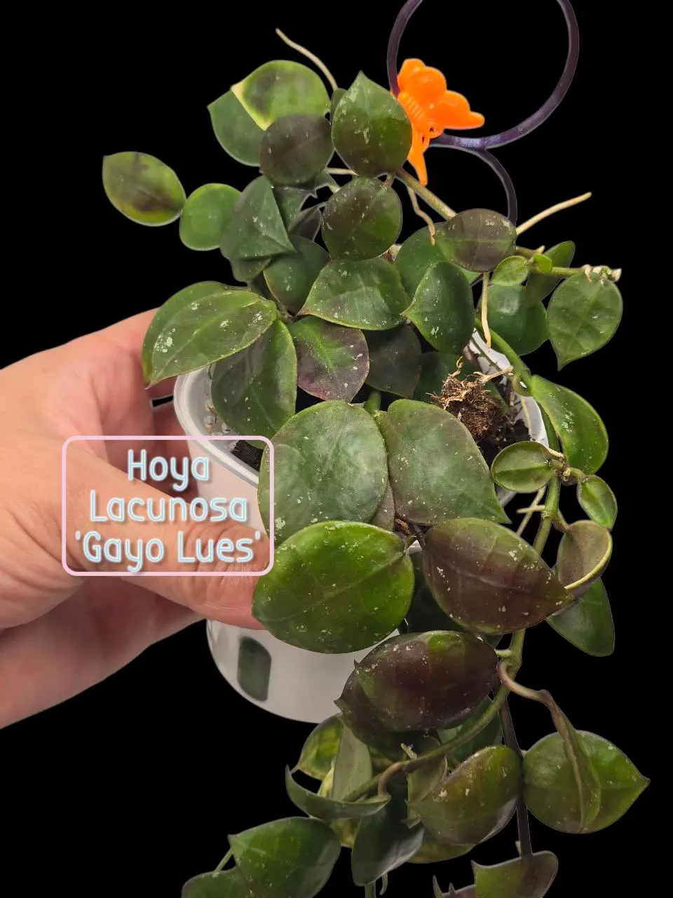 plant/⚠️Zinger! Hoya Lacunosa 'Gayo Lues' #8038-3