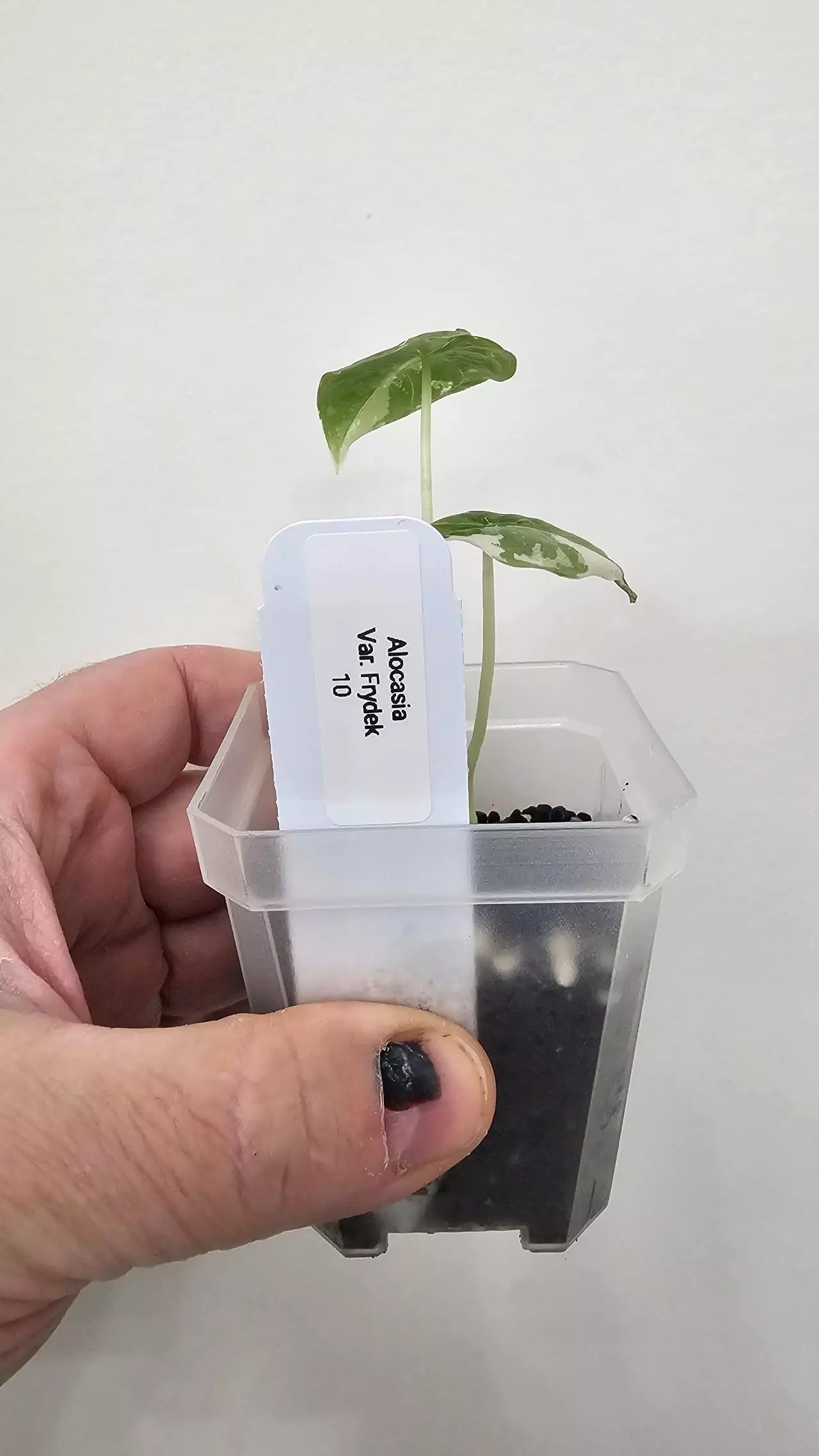 plant/Alocasia Variegated Frydek Pup #10-4