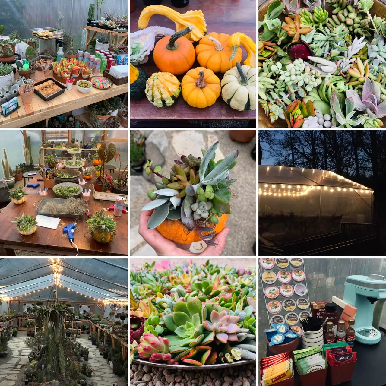plant/Private Succulent Pumpkin Workshop Kit-8