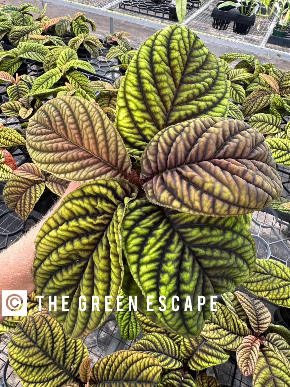 plant/Ardisia cool fire (.sp Vietnam) starter plant growers choice-0