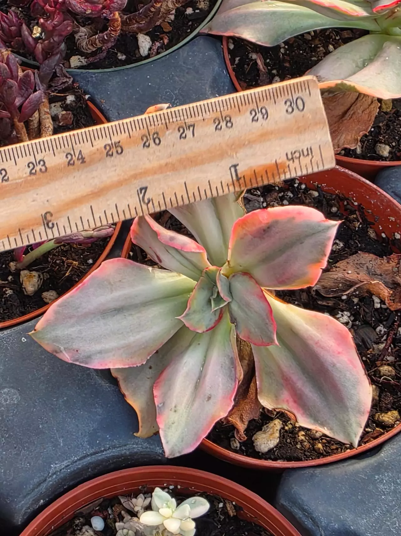 plant/Gu qin variegated-1