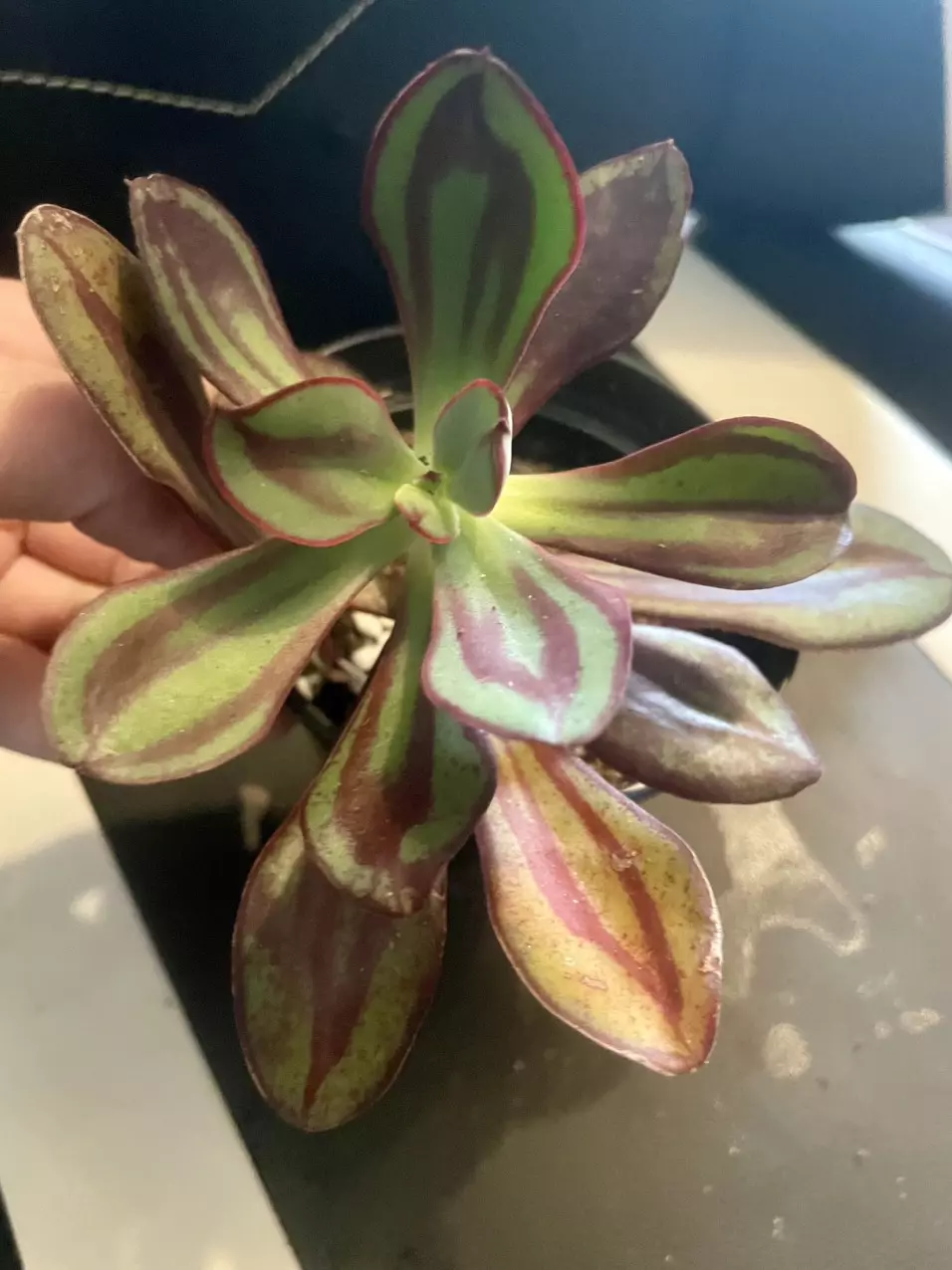 plant/Echeveria nodulosa-1