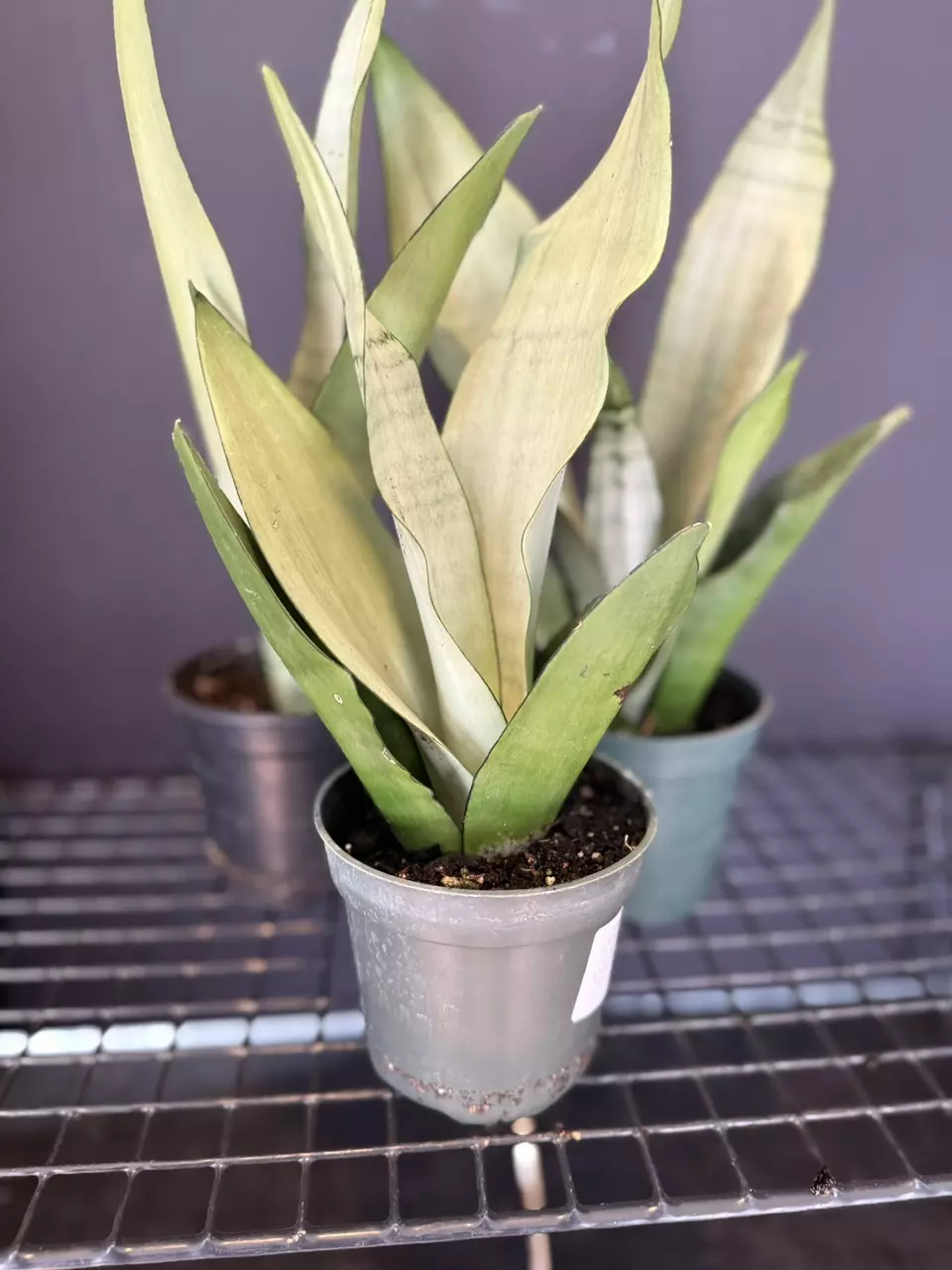 plant/Sanseveria Moonshine-0