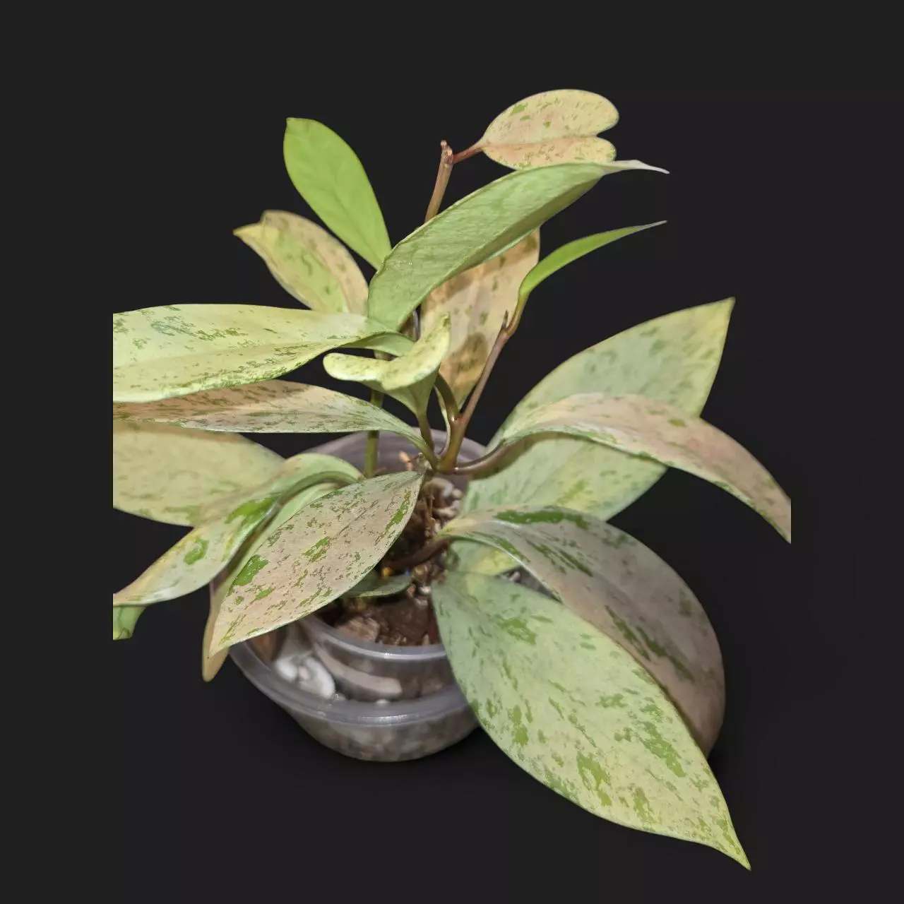 plant/Hoya Pubicalyx Pink Silver Ghost-1