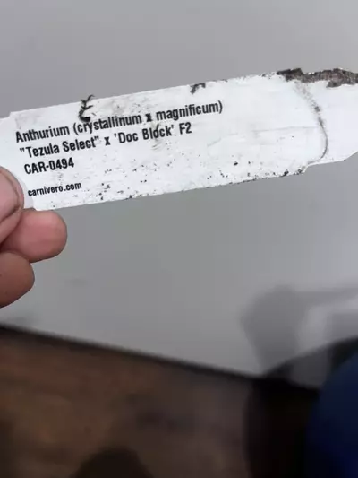 plant/Anthurium tezula crystal mag x doc block F2-2-thumbnail