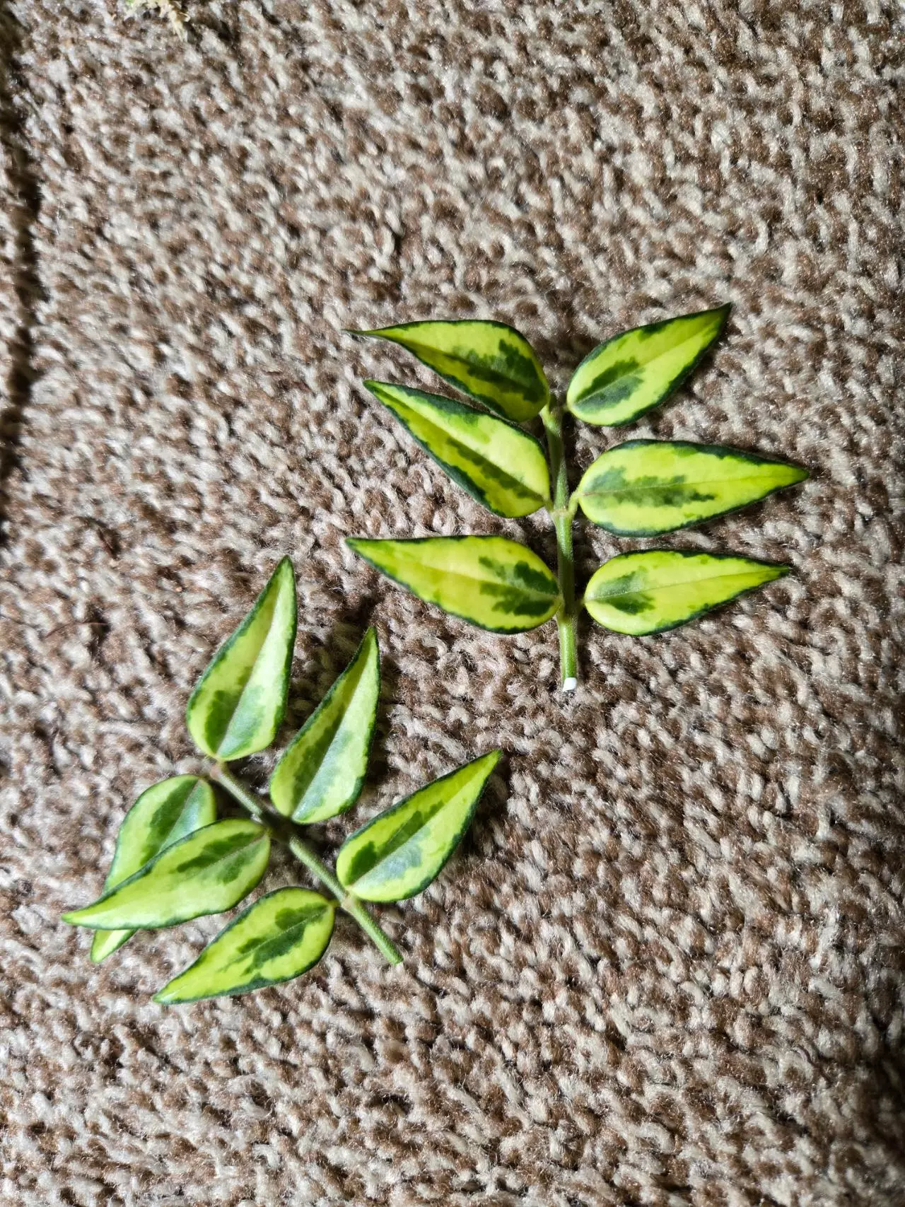 plant/Hoya Bella Sandwich varigated cutting-0