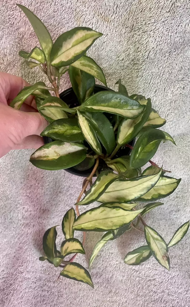 plant/Hoya krimson princess-0