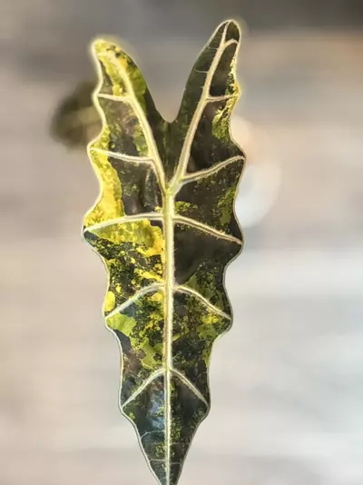 plant/Sanderiana Aurea Bull Corm-0-thumbnail