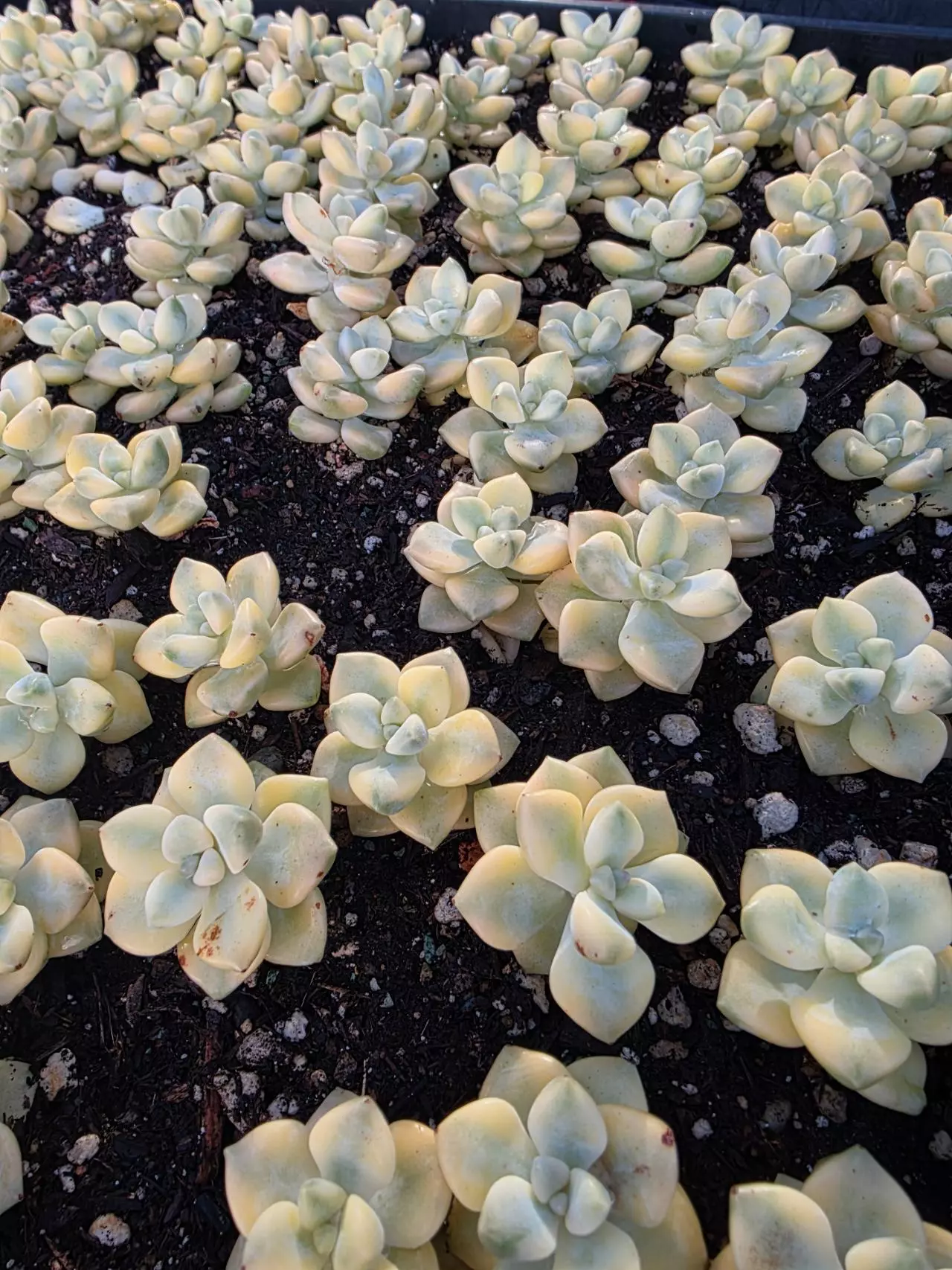 plant/Titubans 3 pcs-2