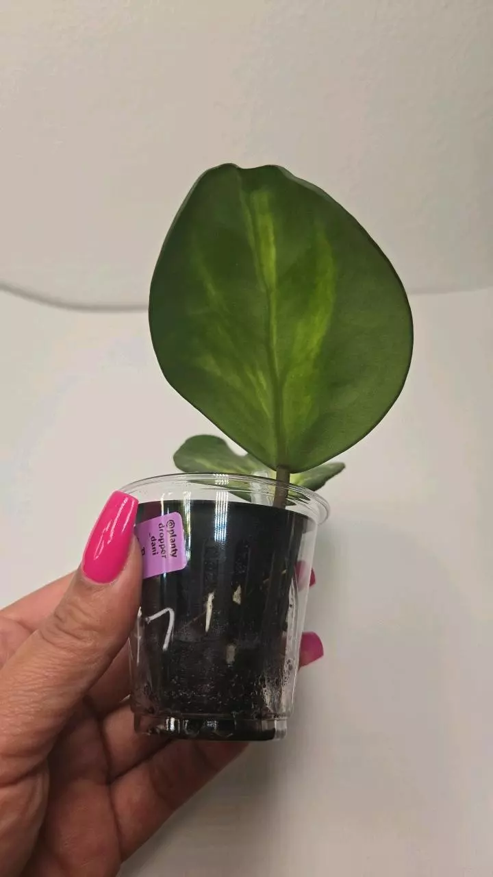 plant/Hoya Obovata Inner Variegated #4047-1