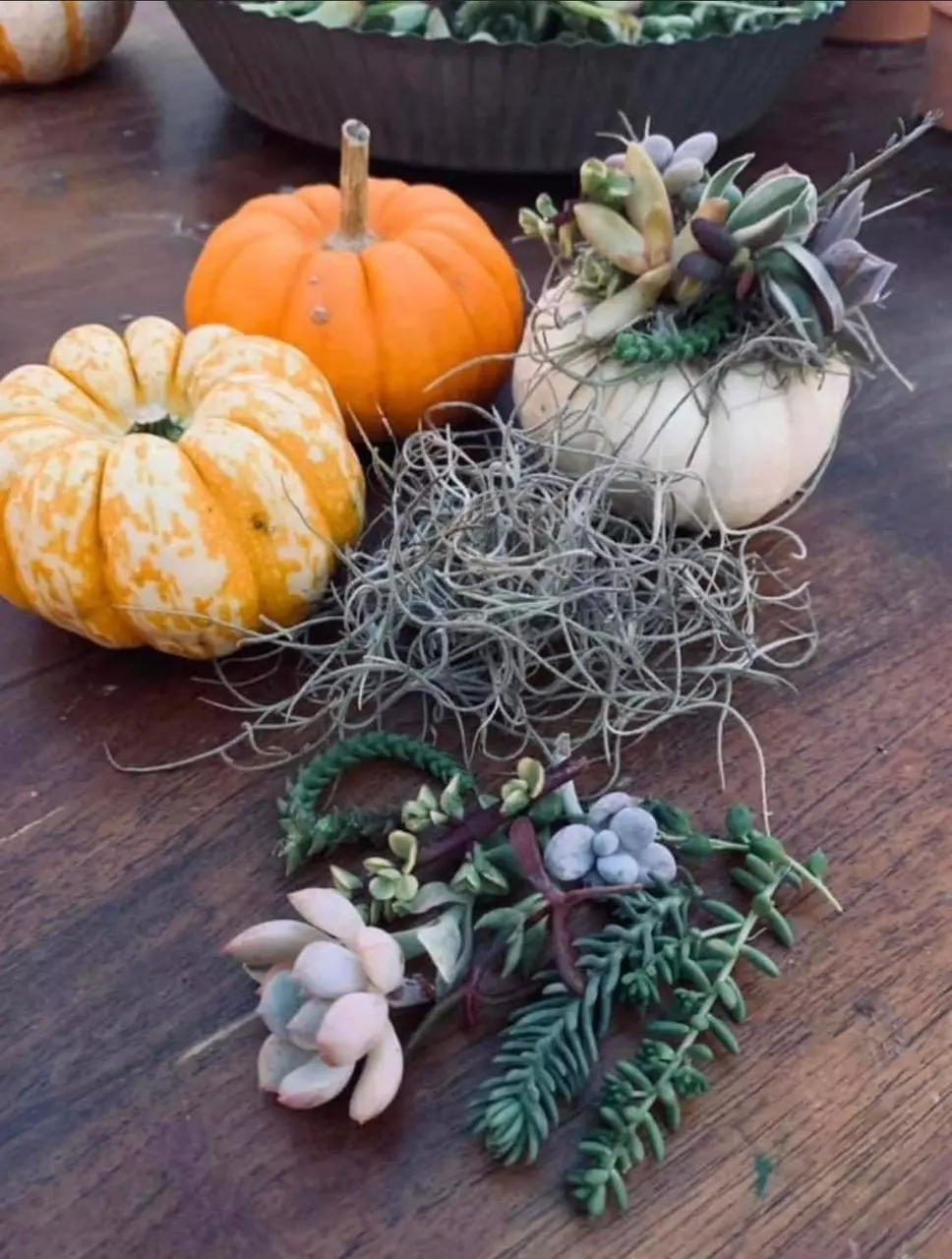 plant/Private Succulent Pumpkin Workshop Kit-1