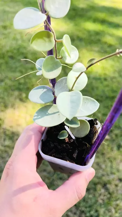 plant/Hoya ‘Grey Fairy’-1-thumbnail