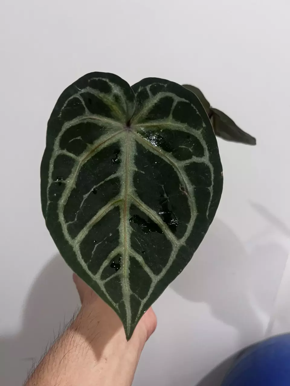 plant/Anthurium tezula crystal mag x doc block F2-0