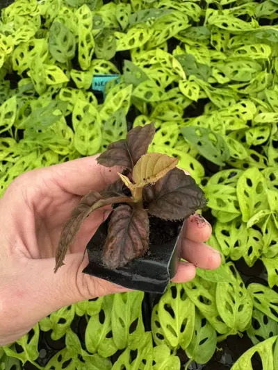 plant/Ardisia cool fire (.sp Vietnam) starter plant growers choice-6-thumbnail