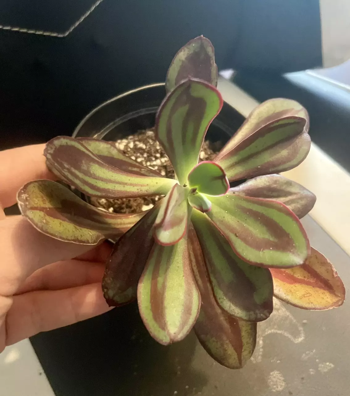 plant/Echeveria nodulosa-0