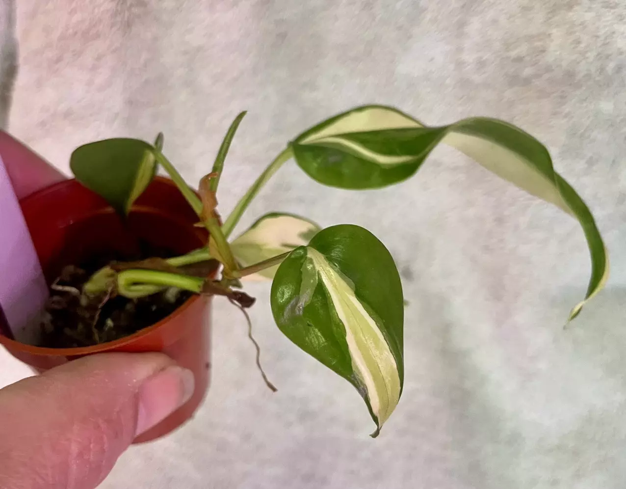 plant/Philodendron Rio-0