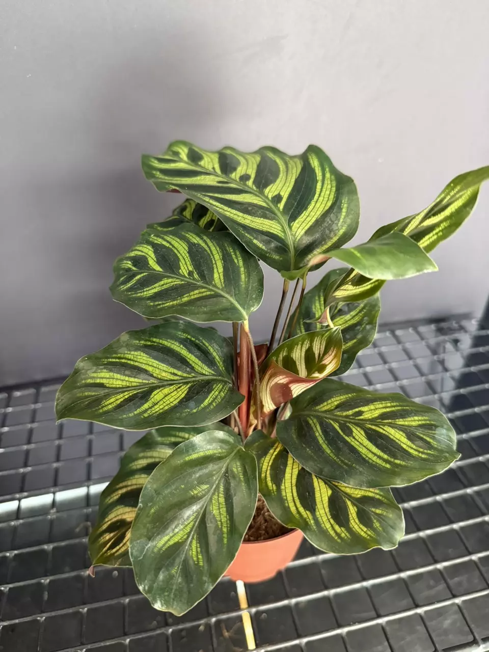 plant/Calathea Makoyana-0