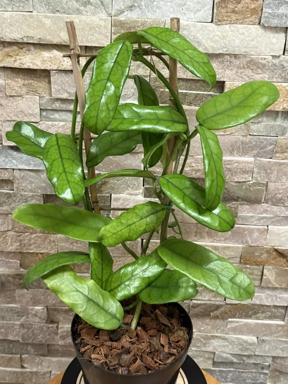 plant/Hoya Globulosa-1