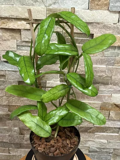 plant/Hoya Globulosa-1-thumbnail