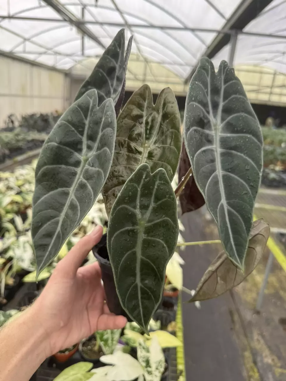 plant/Alocasia watsoniana (dark form) 4” pot growers choice-1