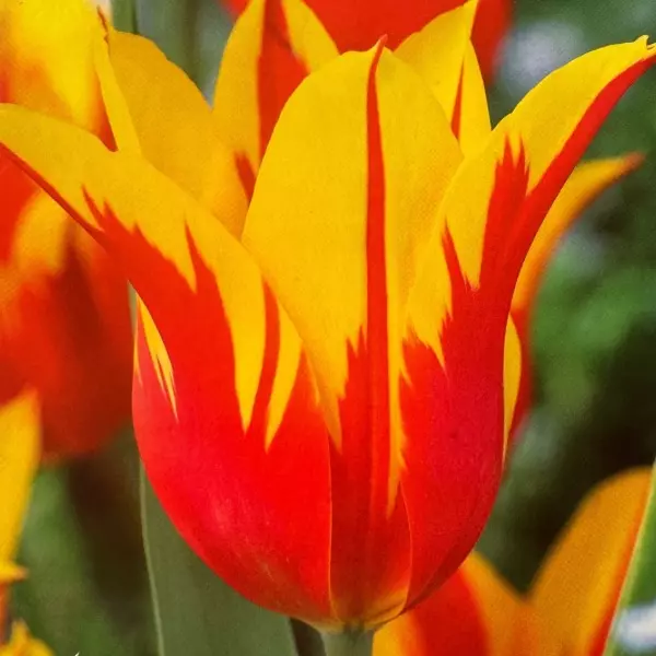 plant/‘Fire Wings’ Vibrant Yellow & Red Tulip Bulbs 5 pack-0