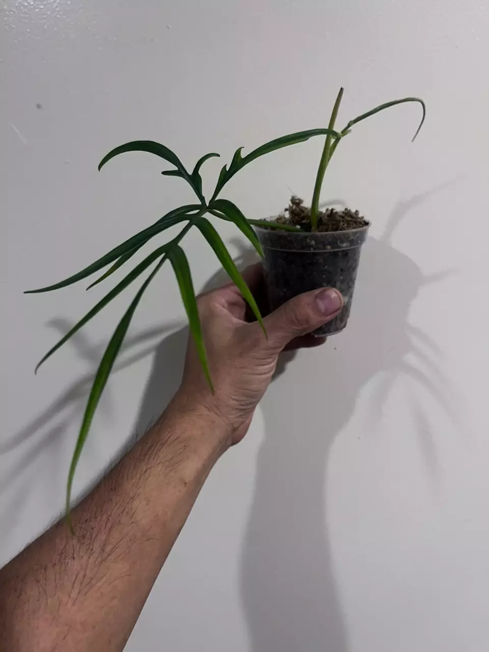 plant/Philodendron polypodioides-1