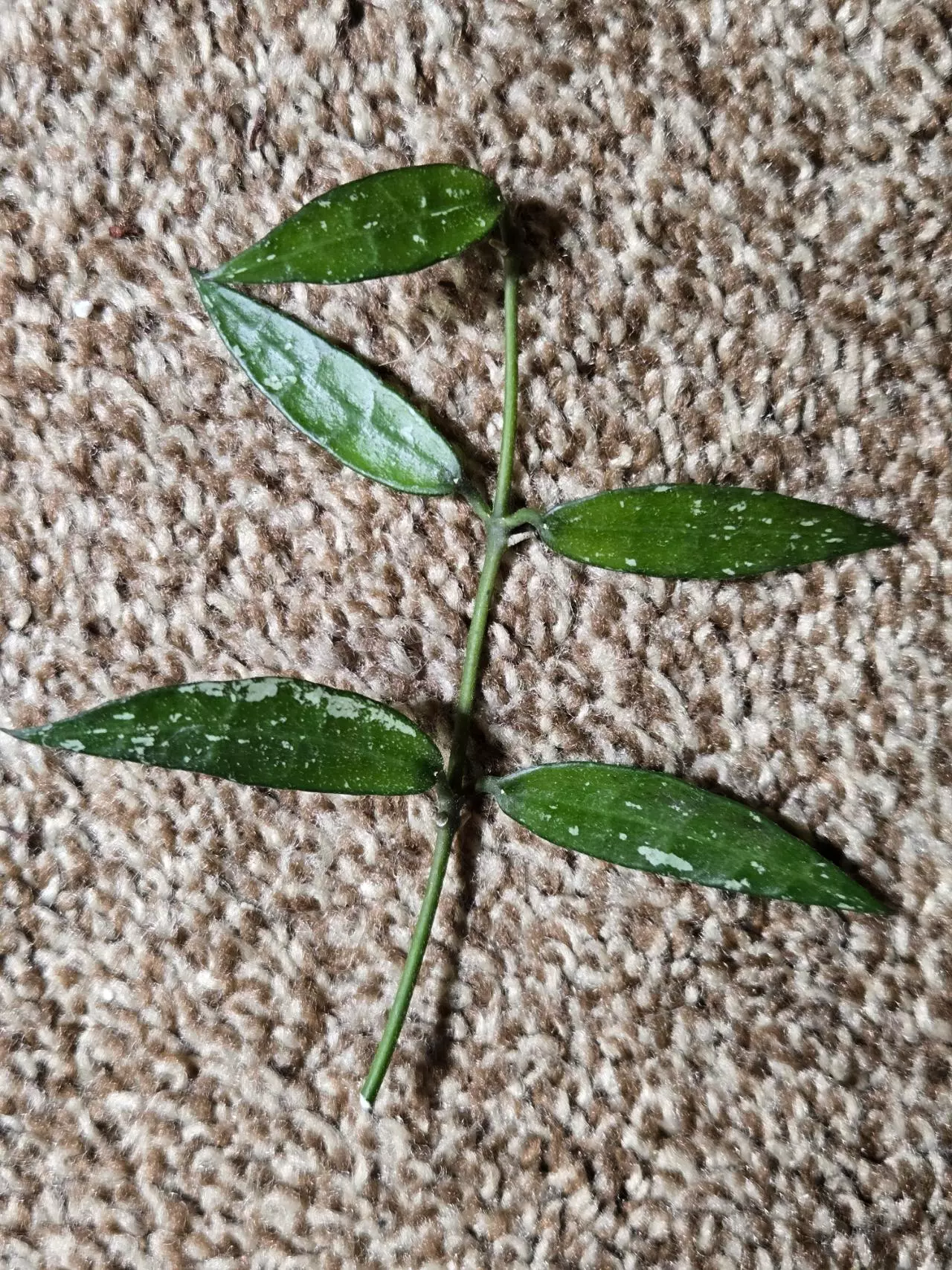 plant/Hoya Mr. TENT cutting-1