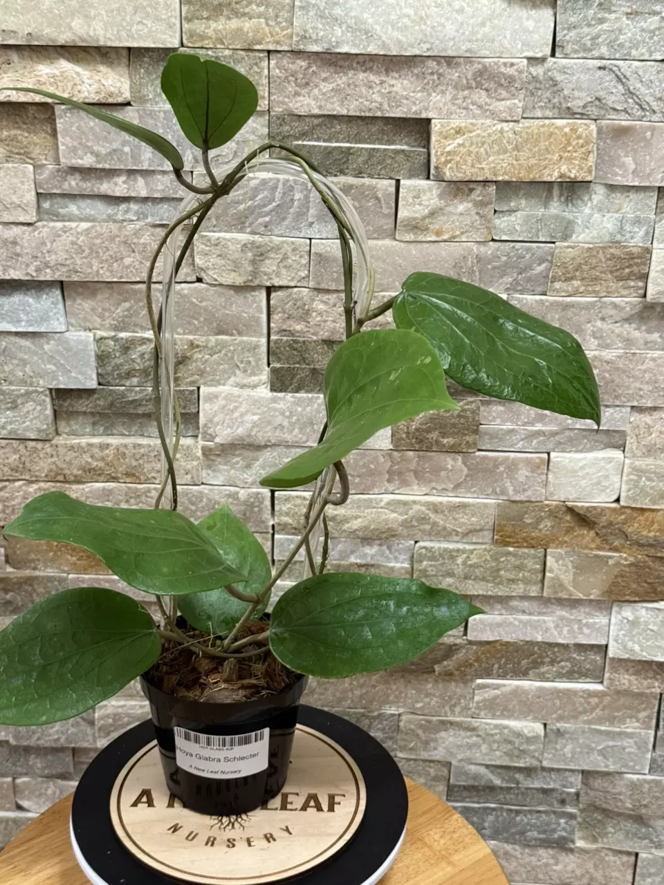 plant/Hoya Glabra Schlechter-2