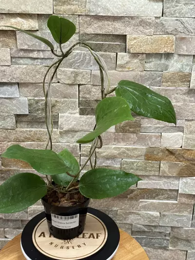 plant/Hoya Glabra Schlechter-2-thumbnail