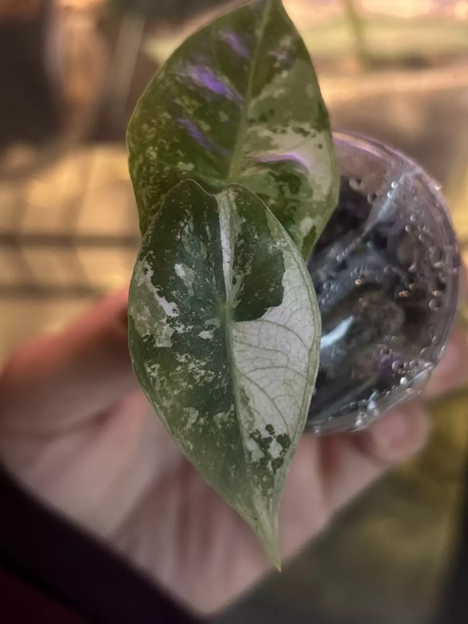 plant/Pink Dragon Albo pup-4