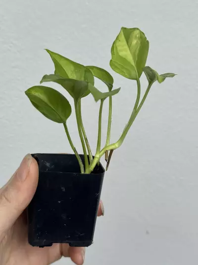 plant/EPIPREMNUM AUREUM | Global Green Pothos *add on only*-2-thumbnail