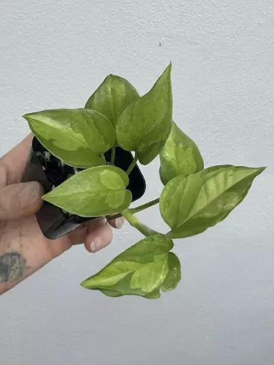 plant/EPIPREMNUM AUREUM | Global Green Pothos *add on only*-0-thumbnail