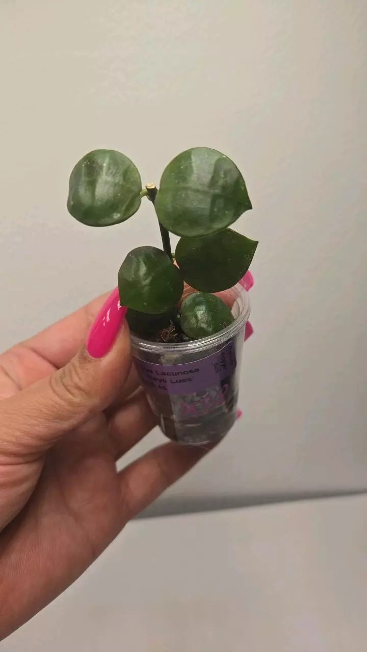 plant/⚠️Zinger! Hoya Lacunosa 'Gayo Lues' #8038-0