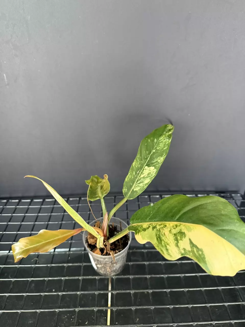 plant/Philodendron Carmel Marble-0