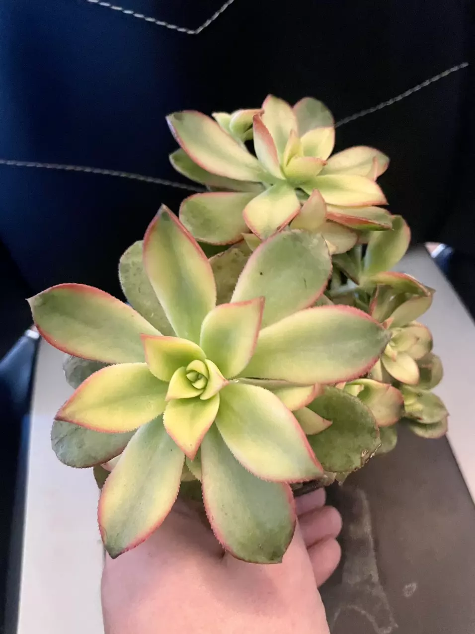 plant/Aeonium pinwheel cluster-2