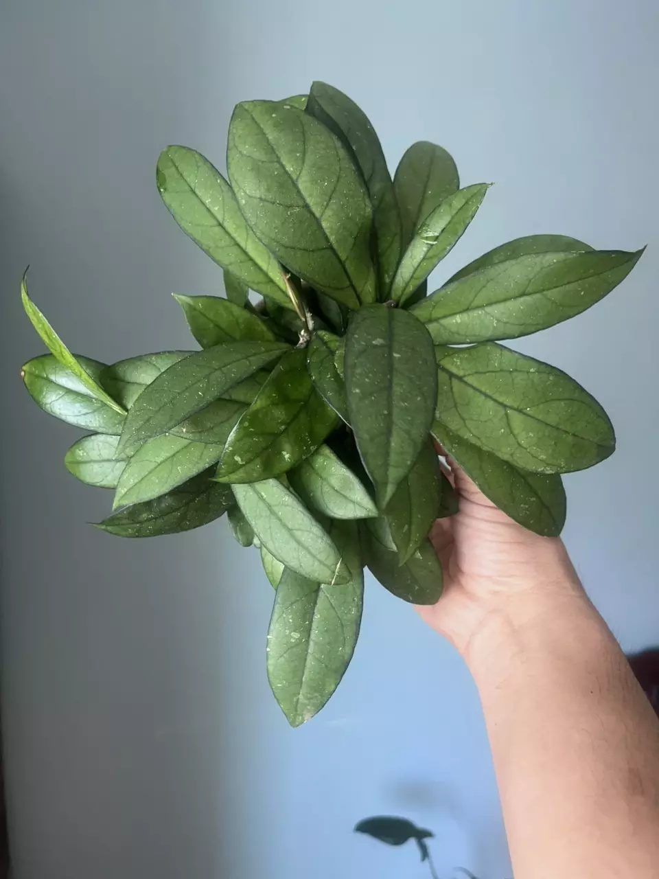 plant/Hoya callistophylla-0