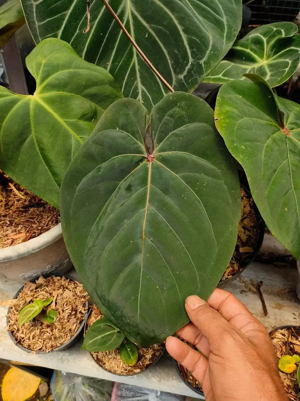 plant/Seed grown anthurium Hoffmanii starter plant growers choice-0