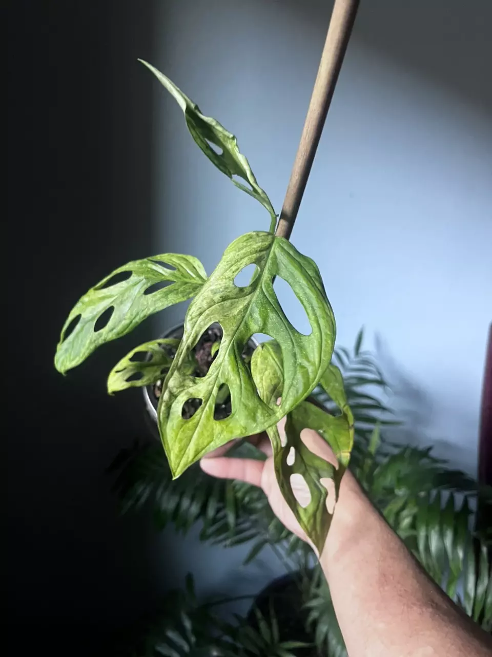 plant/Monstera adonsonii mint variegated-0