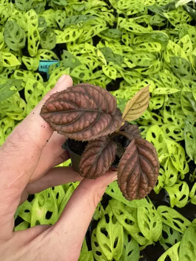 plant/Ardisia cool fire (.sp Vietnam) starter plant growers choice-3-thumbnail