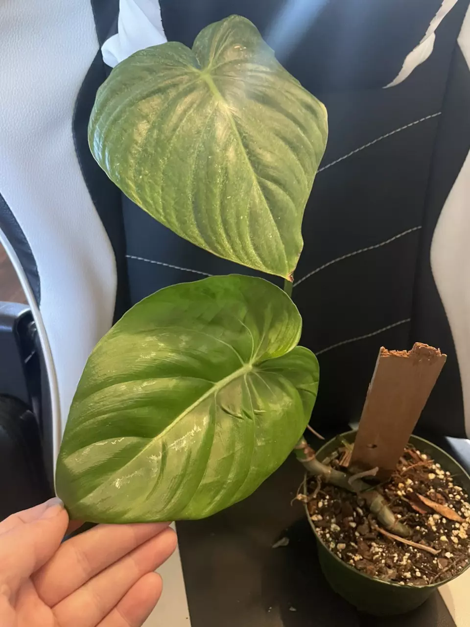 plant/Philodendron mcdowell-0